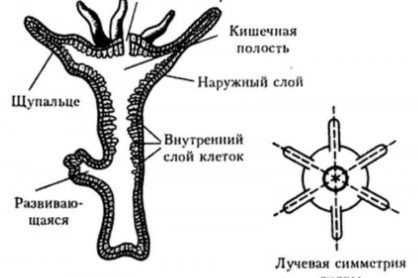 Kraken 13at зеркало